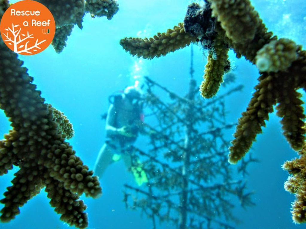 Underwater Gardening: Coral Reefs and Aquaculture