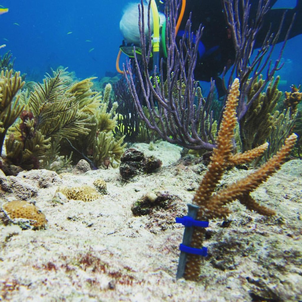 Underwater Gardening: Coral Reefs and Aquaculture