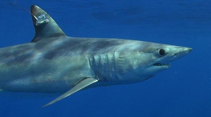 Shortfin Mako Shark under Threat