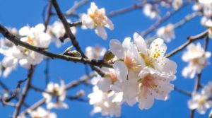 Chemicals Used on Almond Trees Linked to Bee Deaths