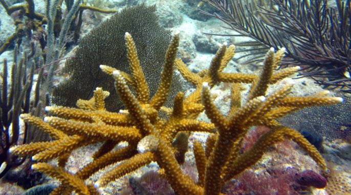 Coral Gardening Effectively Restores Staghorn Corals