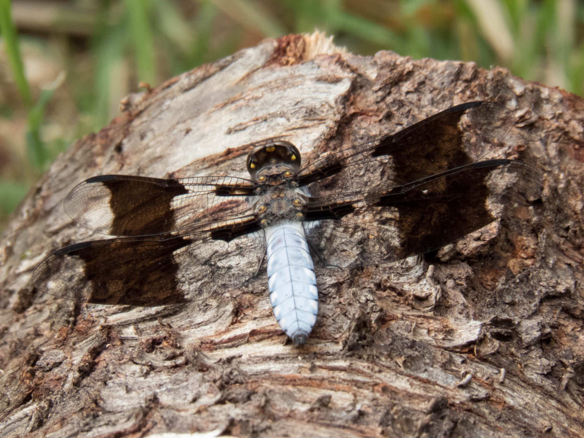 How Can Kids Become Citizen Scientists?