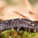 The Salamander-Algae Symbiotic Relationship