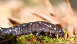 The Salamander-Algae Symbiotic Relationship