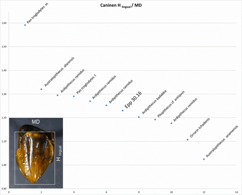 Ancient Teeth Raise Questions about Human Origin