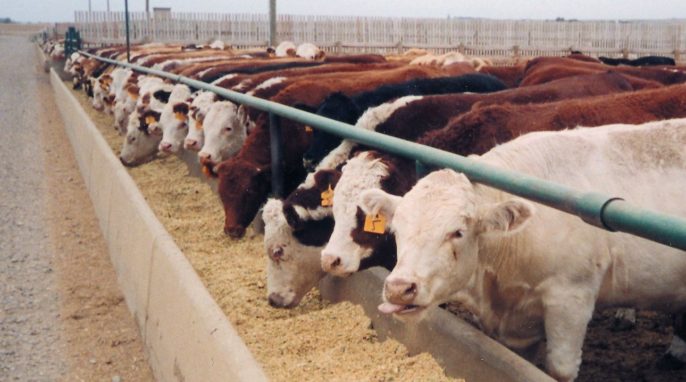 New Ways to Reduce Antibiotics in Food Animals by 2030 - Science Connected  Magazine