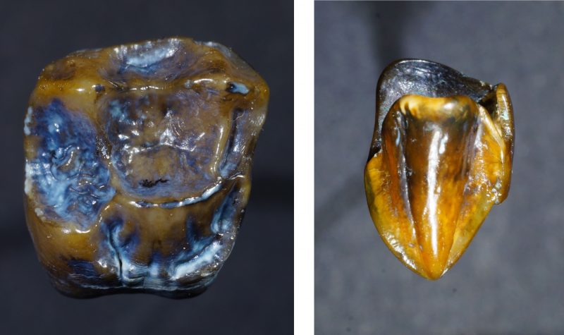 Ancient Teeth Raise Questions about Human Origin