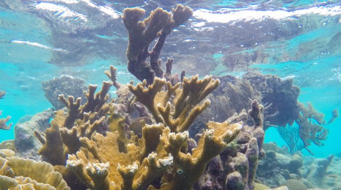 How Can Caribbean Corals Cope with Climate Change?