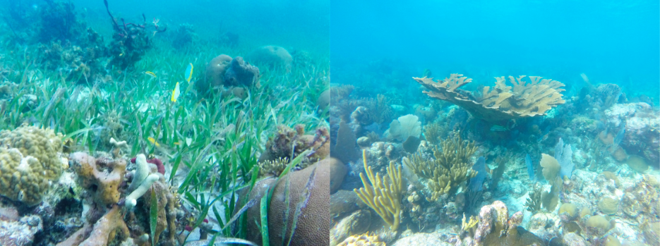 How Can Caribbean Corals Cope with Climate Change?