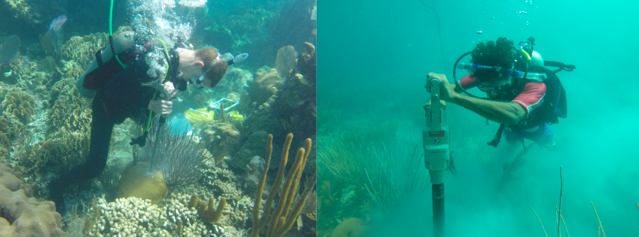 How Can Caribbean Corals Cope with Climate Change?