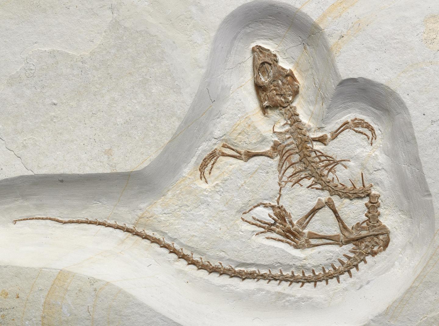 Vadasaurus Fossil Shows a Reptile in Transition