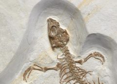 Vadasaurus Fossil Shows a Reptile in Transition