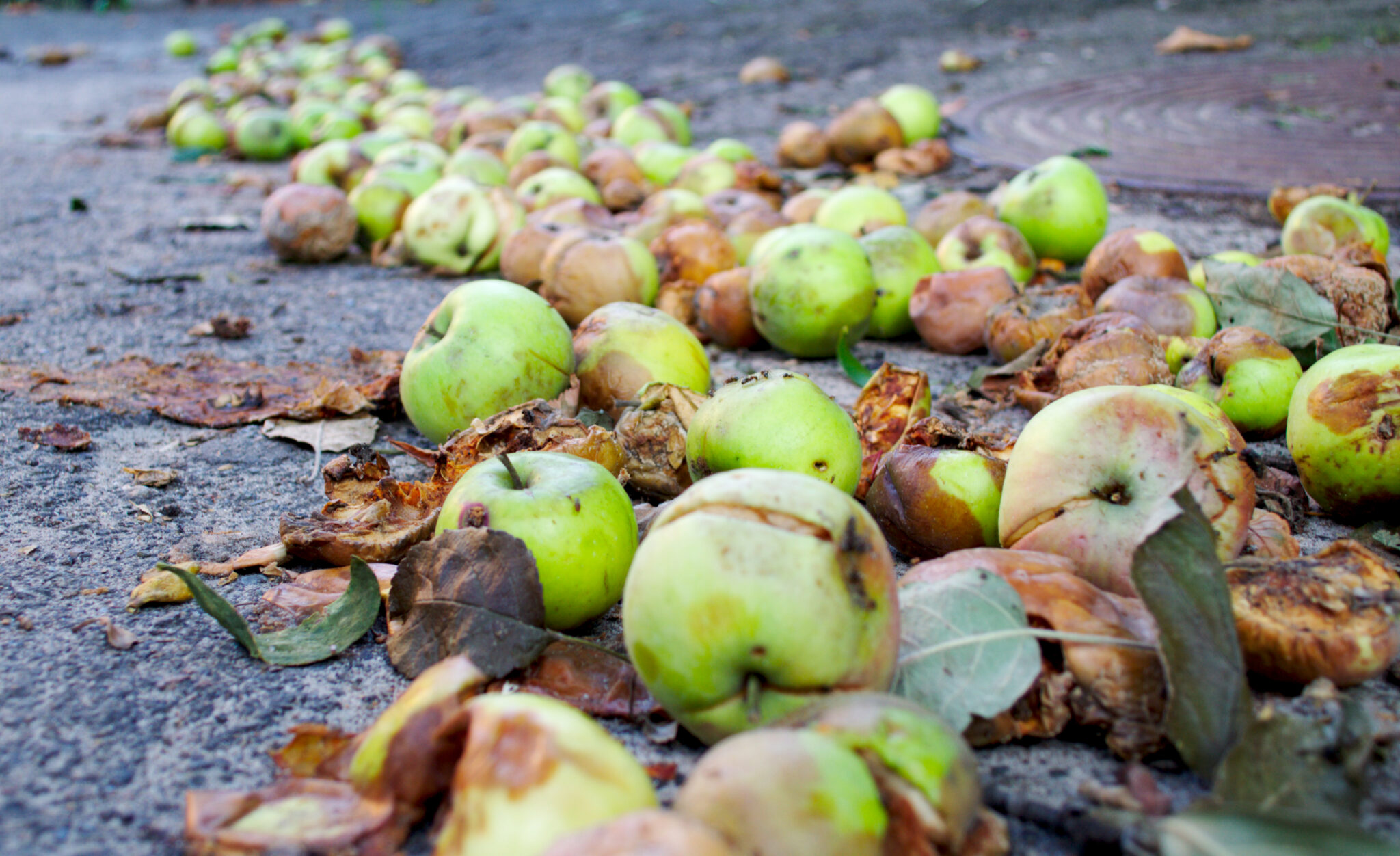 rotten-apples-science-connected-magazine