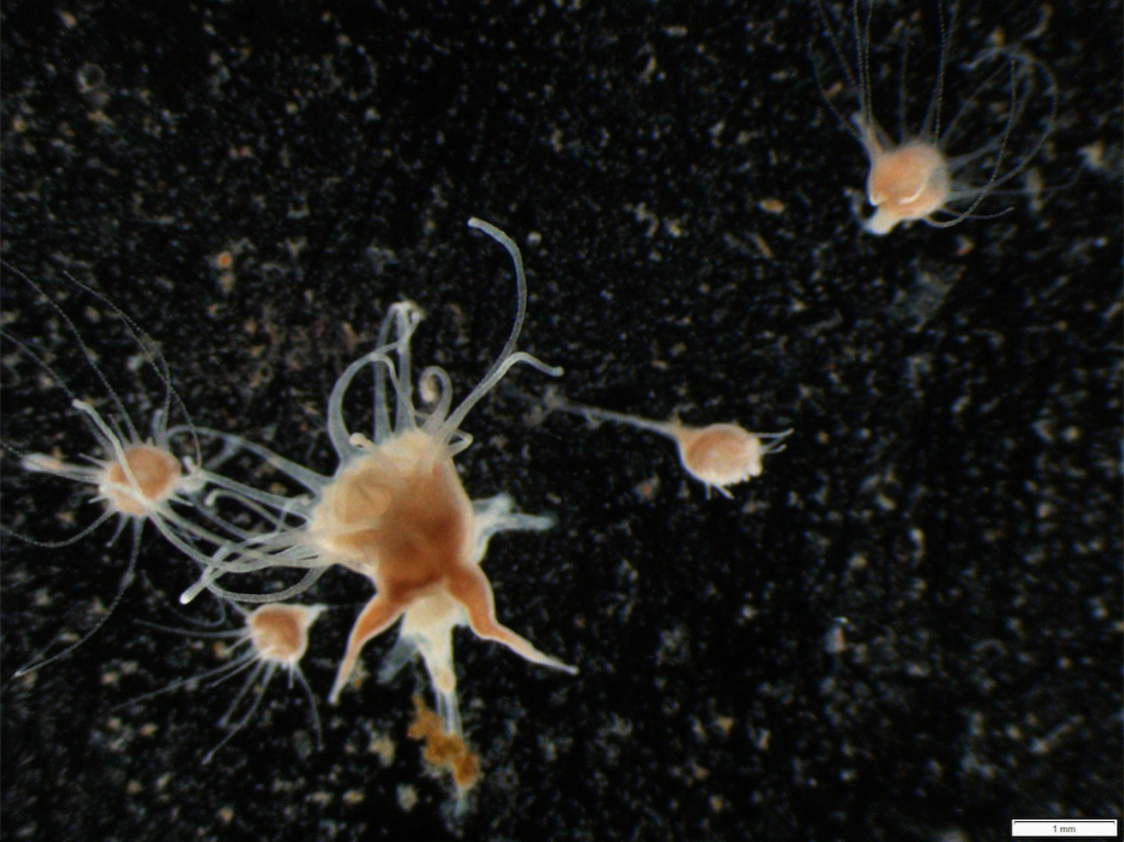 Do Humans Influence Jellyfish Populations along Coasts?