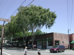 California’s Urban Forests Have Lowest Tree Cover per Resident