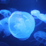 Do Humans Influence Jellyfish Populations along Coasts?