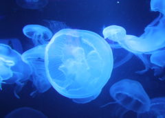 Do Humans Influence Jellyfish Populations?