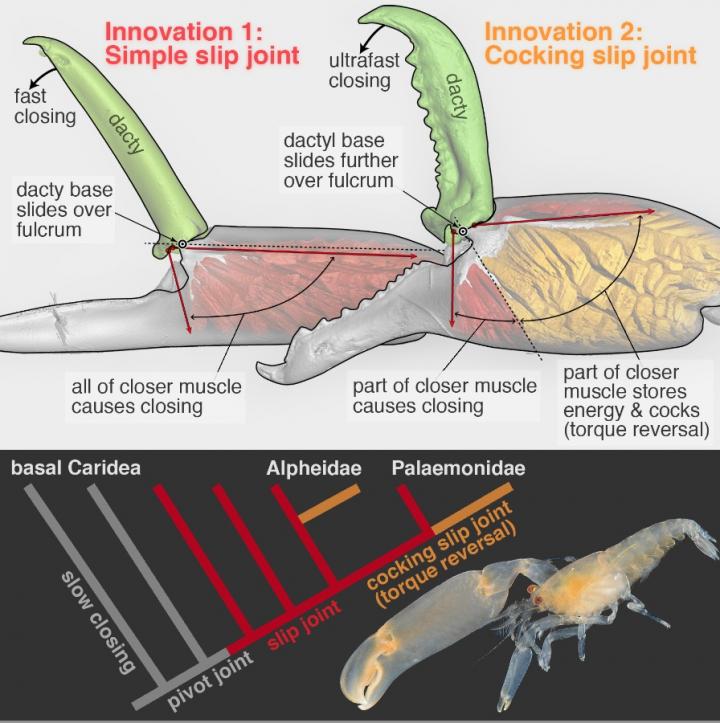 How Have Snapping Shrimp Evolved to Snap?