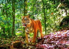 Sumatran Tigers Clinging to Survival