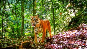 Sumatran Tigers Clinging to Survival