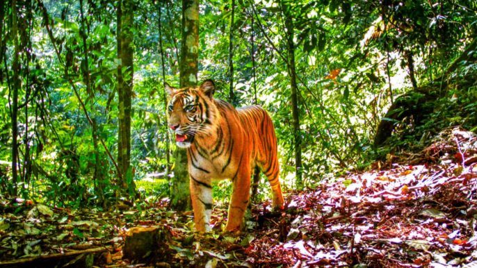 Sumatran Tigers Clinging to Survival