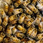 Honeybees Are Attracted to Fungicides and Herbicides
