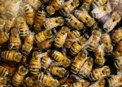 Honeybees Are Attracted to Fungicides and Herbicides