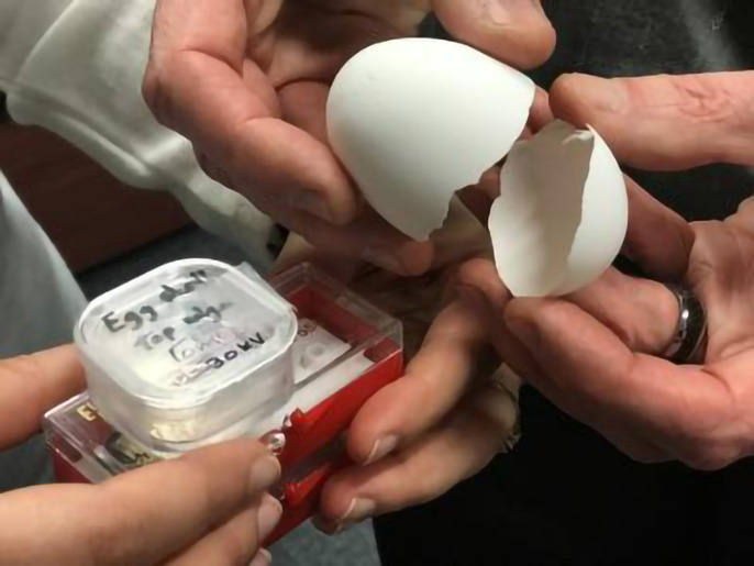 Why Are Eggshells So Strong?