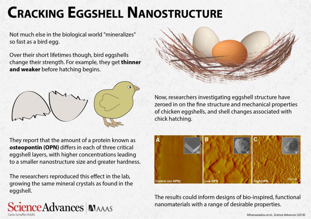 Why Are Eggshells So Strong?