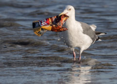 Plastic Pollution: An Emerging Threat Beneath Our Feet