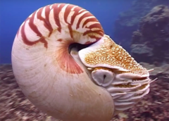 How Squids Lost Their Shells