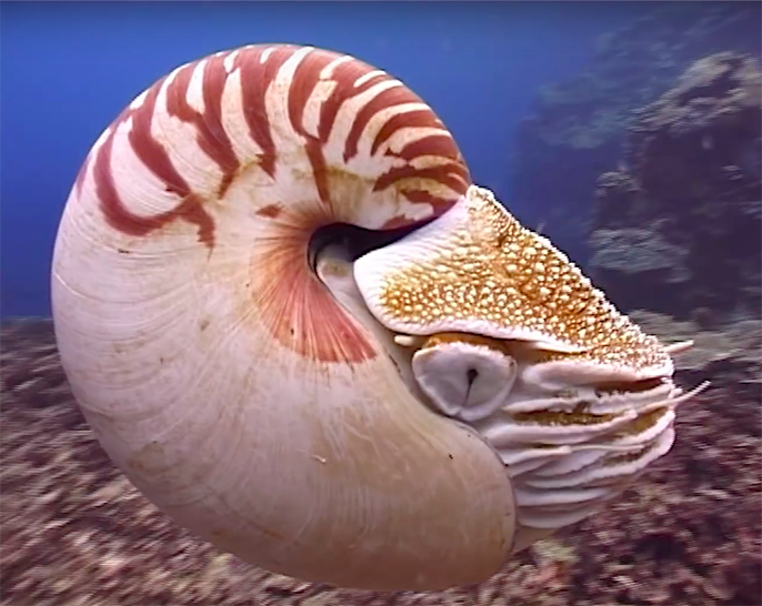 How Squids Lost Their Shells