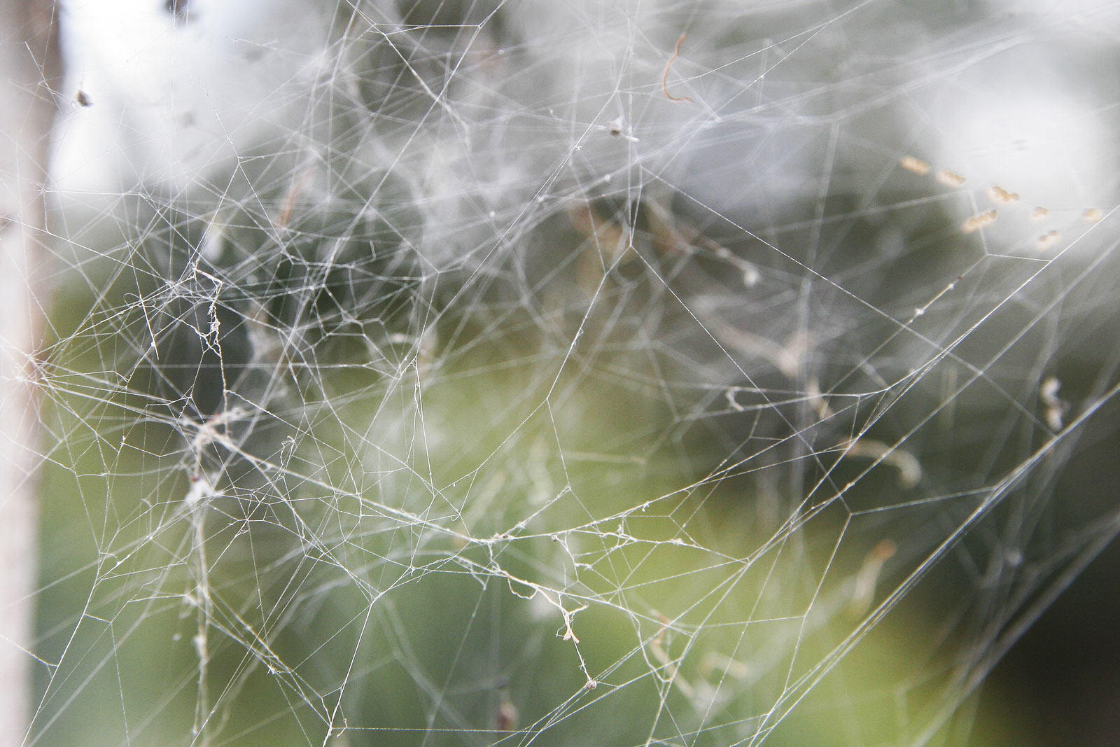 Tangled in a Web: Learn About Spiders