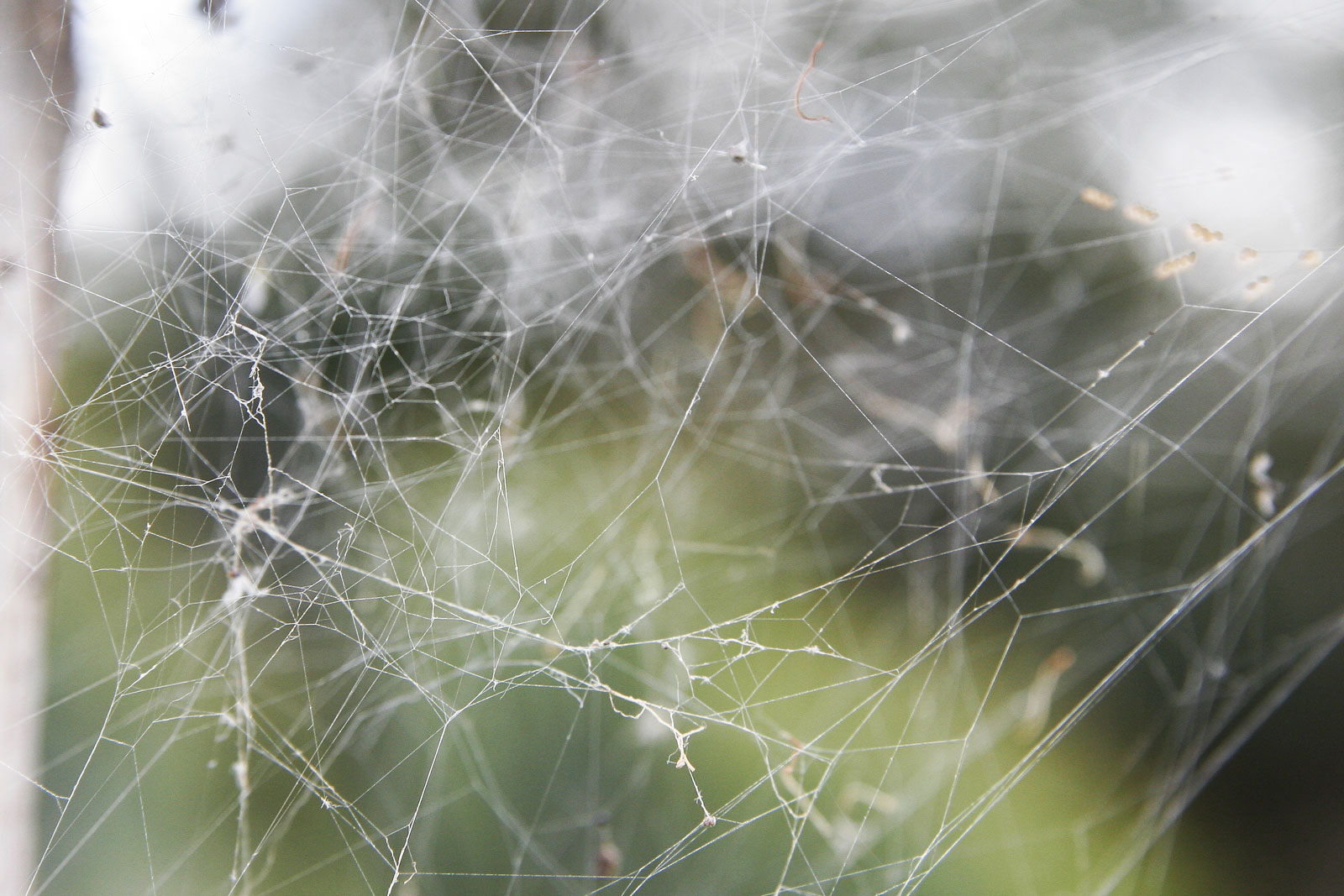 How do spiders avoid getting tangled in their own webs?