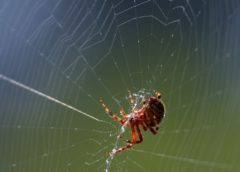 How Do Spiders Weave Perfect Webs?