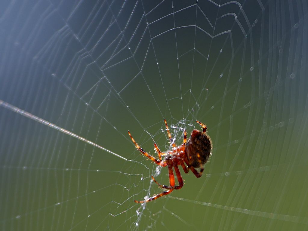 Orb-weaver spider uses web to capture sounds