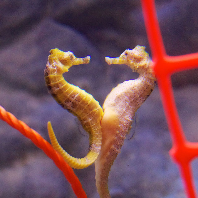 two seahorses facing each other with lower part of bellies touching