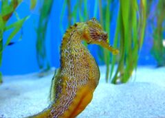 Seahorses give new meaning to dad bod