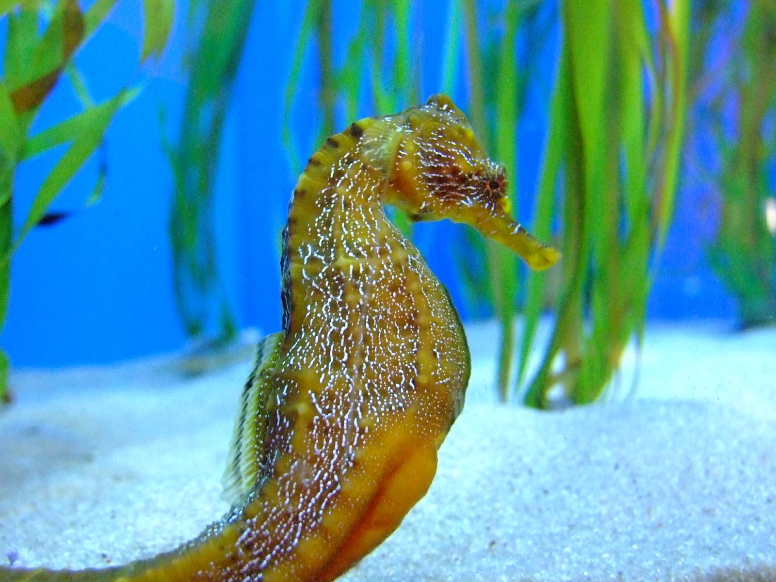 Seahorses give new meaning to dad bod