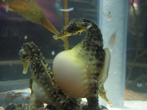 Seahorses have the ultimate dad bod.