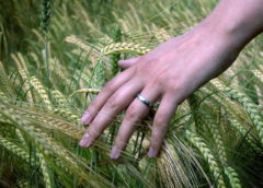 Plants Communicate with Neighbors in Response to Touch