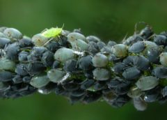 Plants Can Win a Battle against Aphids