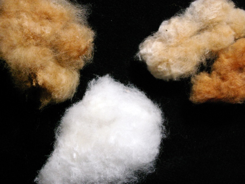 Steroid Hormones Protect Cotton from Drought - Science Connected