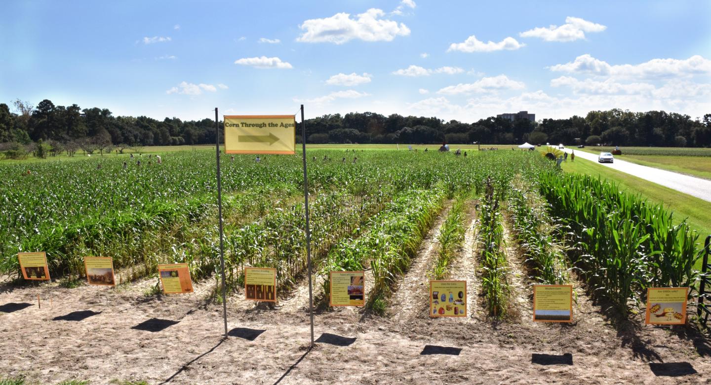 Rows and rows of corn. A demonstration plot at an annual corn maze event showing the history of the domestication of corn (Zea mays L.) from its wild ancestor through selection, hybridization, and genetic modification. The demonstration plot is also used to educate the public about agricultural crops in general and their importance to human nutrition. Image by Krishnan et al.