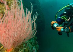 Diving into Citizen Science with Ocean Sanctuaries