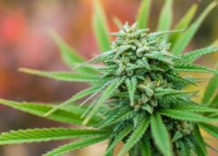 Nicotine Receptor May Play a Part in Cannabis Addiction