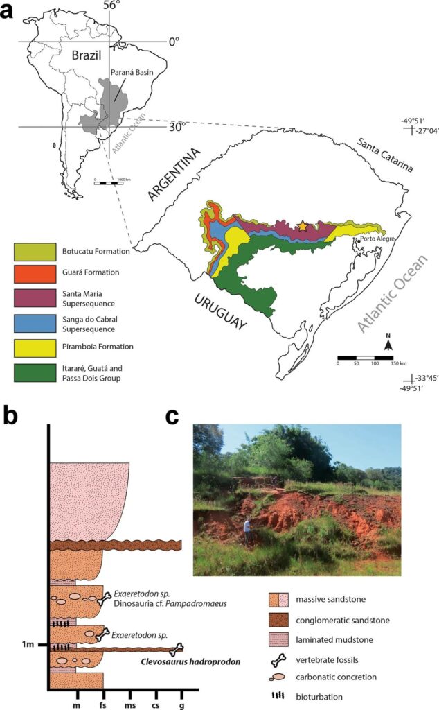 Location and stratigraphy interpretation. Geological map (a) of Paraná Basin in South America (upper left) and showing the Santa Maria Supersequence in Rio Grande do Sul state (southern Brazil) (detail). The Sanga do Cabral and Santa Maria Supersequences represent the geographical extent of Triassic strata. The star marks the location of the municipality of Candelária where the specimen here described comes from (Modified from Horn et al.30). Summarized stratigraphic scheme of the Linha Bernardino outcrop (b), type locality of Clevosaurus hadroprodon sp. nov. Panoramic view of the Linha Bernardino type locality (c).