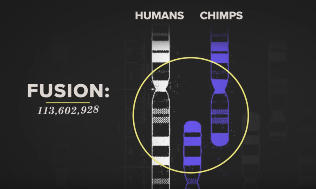 Science Connected and It's Okay to be Smart: Proof of evolution is in your DNA
