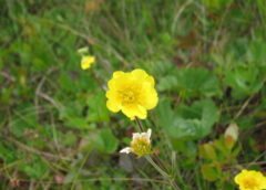 Photo 5726794, (c) Sean Blaney, some rights reserved (CC BY-NC). This observation on iNaturalist is of a species tracked by the Northeast Alpine Flower Watch project.