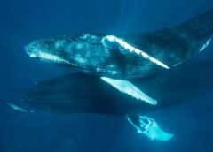 Marine Mammals Need a Voice in the Fishing Industry